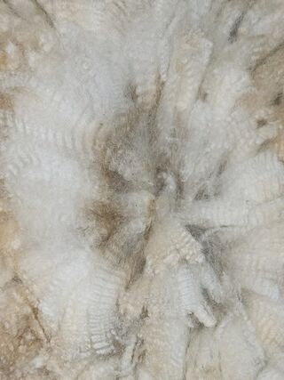 Alpaca Raw Fleece (BEIGE) #2.4