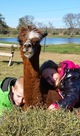 My grandkids lovin on Gieselle the alpaca!