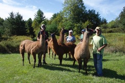 At the end of a Llama Nature Trails Walk - September 2020!