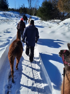 Our winter llama walks take place on well-groomed trails!