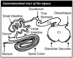 The unique digestive system of an alpaca.
