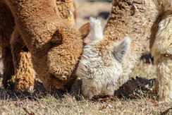 Alpaca's are very efficient eaters. 