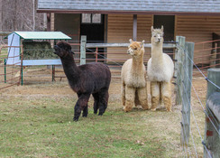 Alpaca's use a loud, staccato alarm call when threatened.