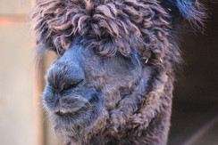 Alpacas are always with a smile.