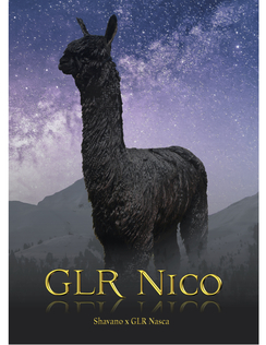 GLR Nico - Proudly co-owned with Rogue Suri and Shambalah Alpaca Ranch!