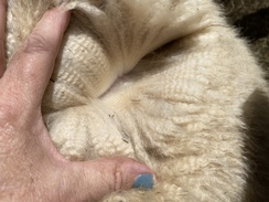 Mr Slippers fleece our cria before shearing 