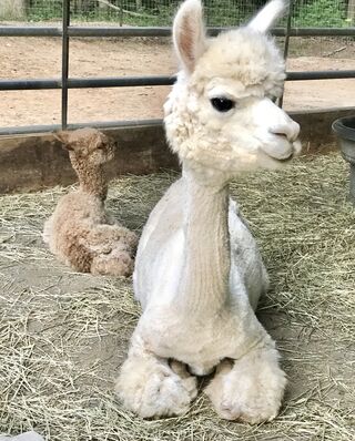 Miss Wallace with her first Cria ... Roman