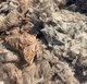 Photo of raw suri fiber