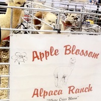 Apple Blossom Alpaca Ranch - Logo