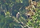 After July's 2-twisters, we had a young EAGLE (known nearby) visits the pond above the alpaca fields