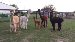 Some of our girls and our first cria