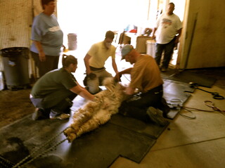 Shearing Day 2013