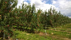 Our apple orchards