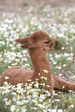 Perseus enjoying some relaxation time in the daisies.