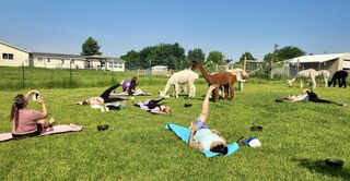 Yoga with alpacas