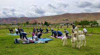 Yoga with Alpacas