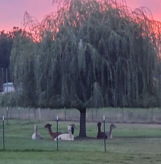 Early morning on the farm
