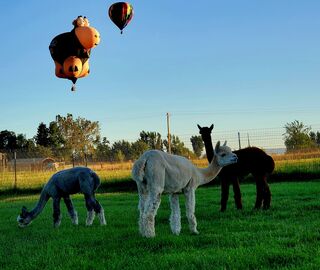 Alpacas don't seem to mind the balloons