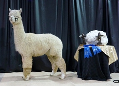 Houston Livestock show Best of show for fleece and halter