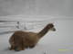 It was hard for the alpacas to maneuver in the heavy snowfall.