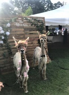 Want alpacas at your wedding? Say no more! We will help you make your special day one to remember!