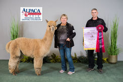 Kentucky Bulliet 2019 AOA Nationals Reserve Color  Invited Champion