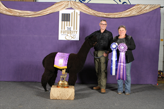 Brooke taking the True Black yearling Color Championship at Futurity
