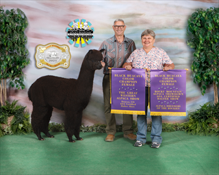 Our Innsbruck Daughter Brooke won both 2021 Color Banners at the Dual shows GWAS & Rocky Mountain Alpaca shows in Denver