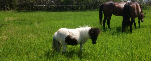 Fred out in the pasture.