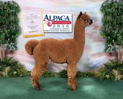 Standing at stud for 2022, HRF Peruvian MacGregor! Owned by ZB Farms