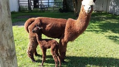 Sweet City Woman and Cria