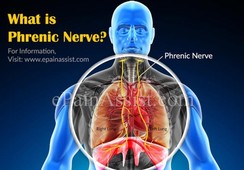 Diagram of Phrenic Nerve