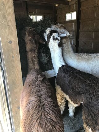 Lu, Tres, and Teddy working on sharing space at the hay feeder. 