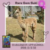 Photo of ~Rare Gem Suki (Harlequin Appaloosa)