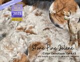 Photo of ~Stone Pine Jolene