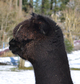 Photo of Alpacas of Wintercreek's Laoghaire McJamison