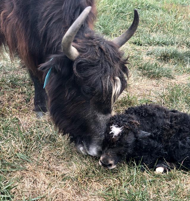 A few minutes old