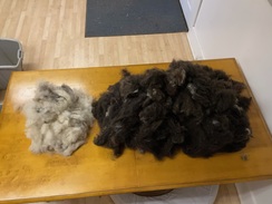 About 2 lbs. of fiber harvested from first combing.