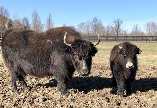 February 2020 - with bull calf, Linus