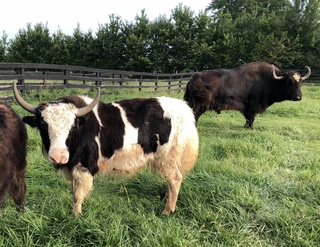 Pete with his sire in the background. August 2018