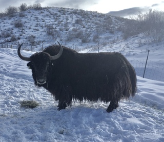 Yak For Sale: ODOS Opra: Cow (female): Colorado, Steamboat Springs