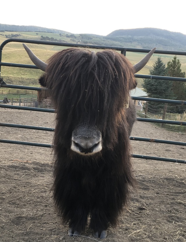 What a pretty yak