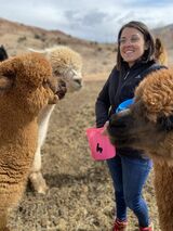There is no language barrier with alpacas