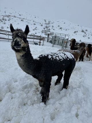 Django Fandango loving the snow