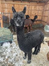 Tomar Leche doesn't mind snow if she has grass hay