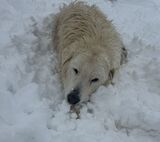 Charlie, our Livestock Guardian Dog, loves the snow