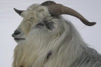 Tilton Hill Goat Farm - Logo