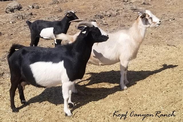KOPF CANYON IDAHO WITH 2019 TWIN DOELING, AND 2020 TRIPLET DOELING