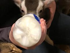 Baby Toggenbug with his bottle