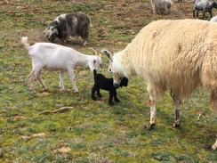 A sheared Mama introducing her son to the llama